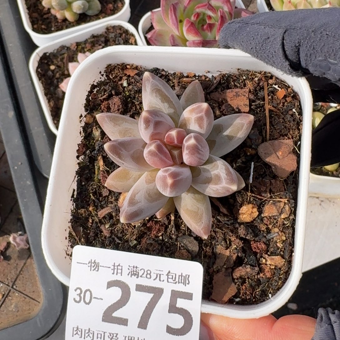 乌拉克拉无盆土发货