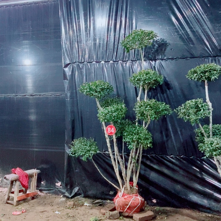 一物一拍一物一拍