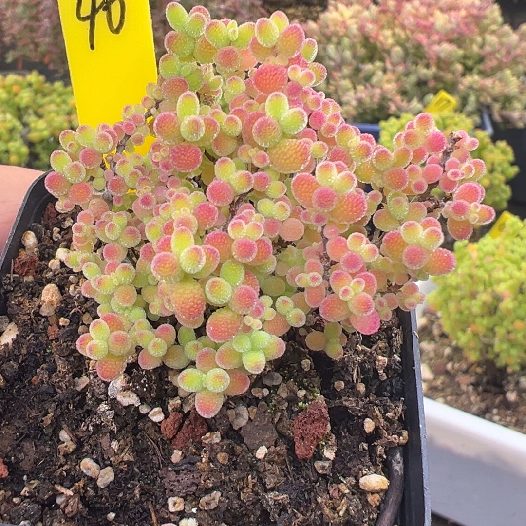 蜜橘糖球46号5.5cm盆