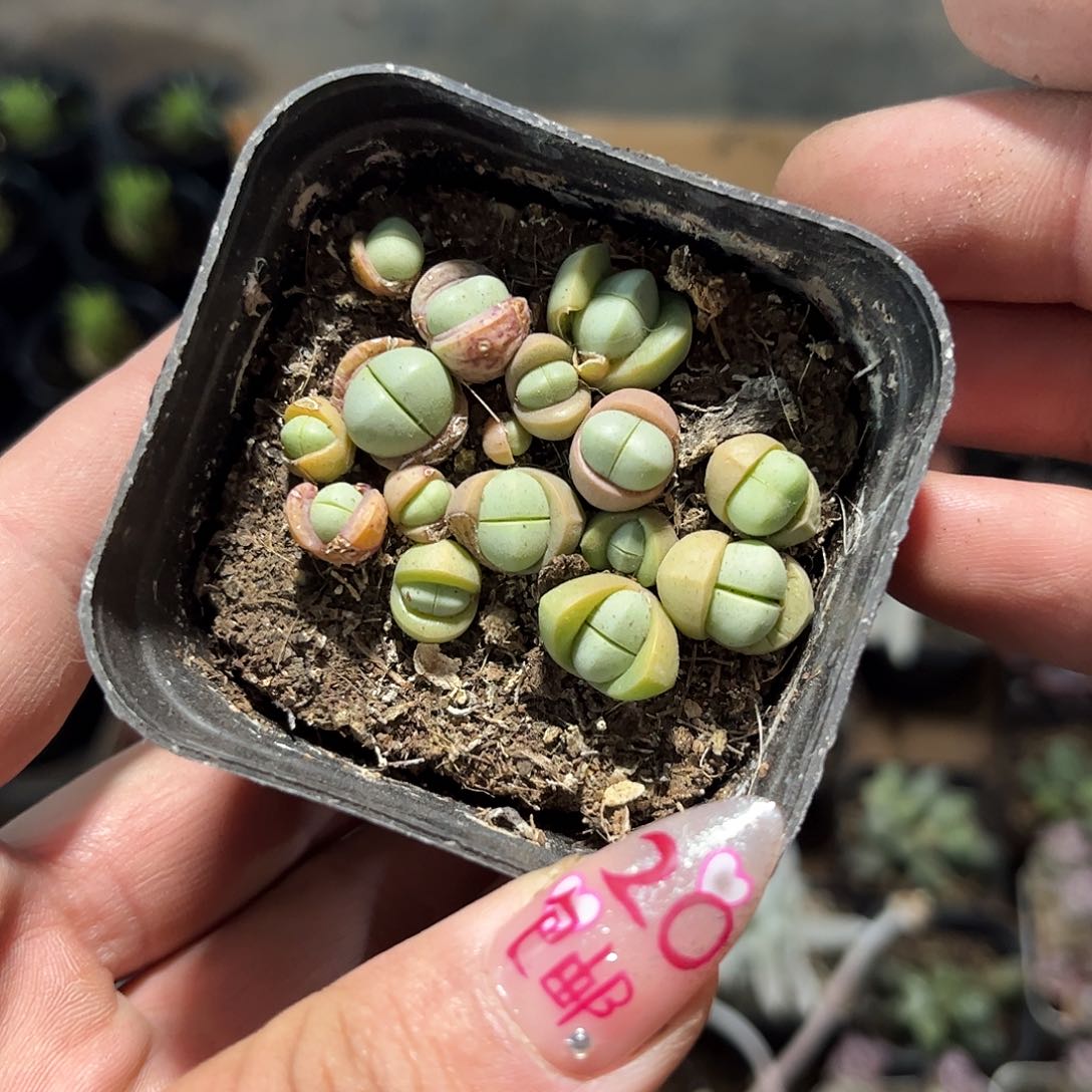 金铃单头发货有根有