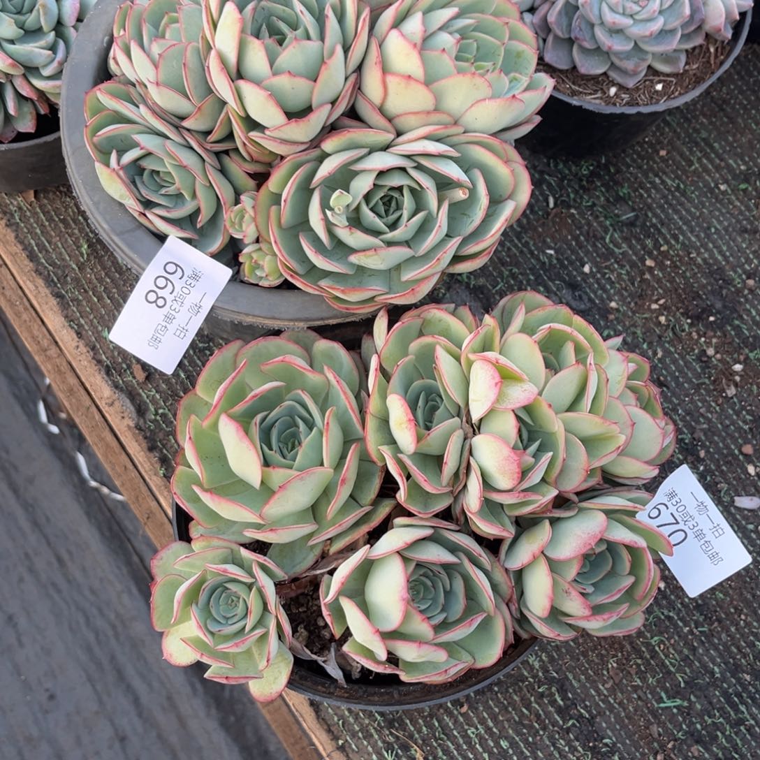 留***小668-670合计如图2颗牡丹亭