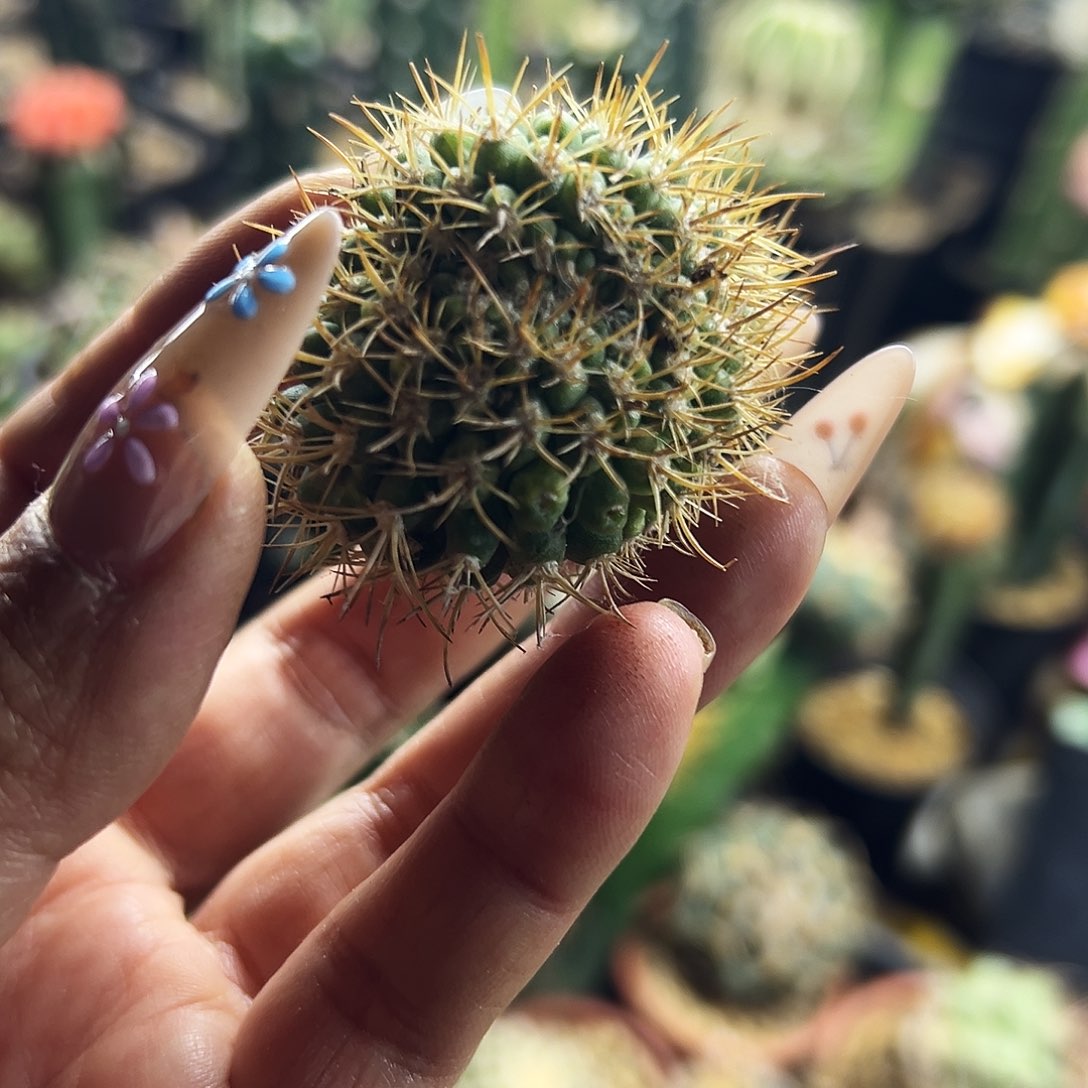 逆豹缀化仙人球1111111111