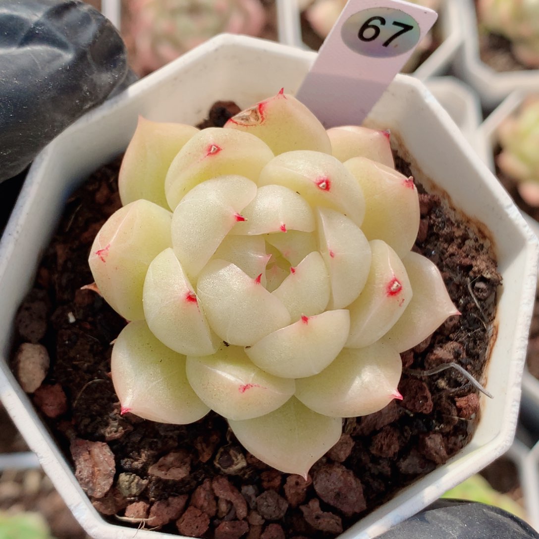 子**樱58包邮  群生不包整子雀