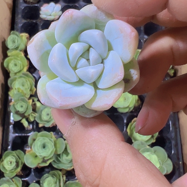 冰玉精品多肉植物大战