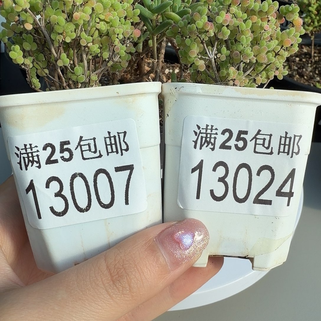 闪电购花卉园艺13007