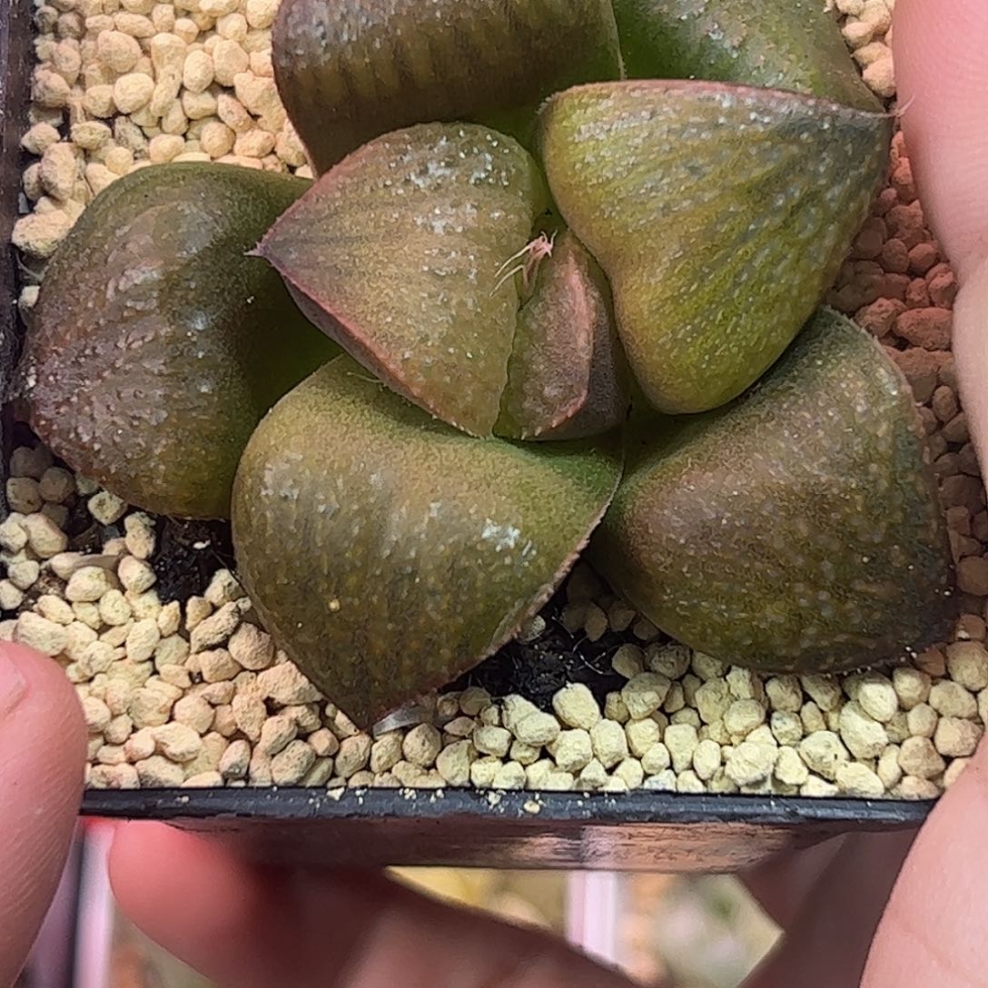 抹茶青蟹十二卷多肉植物