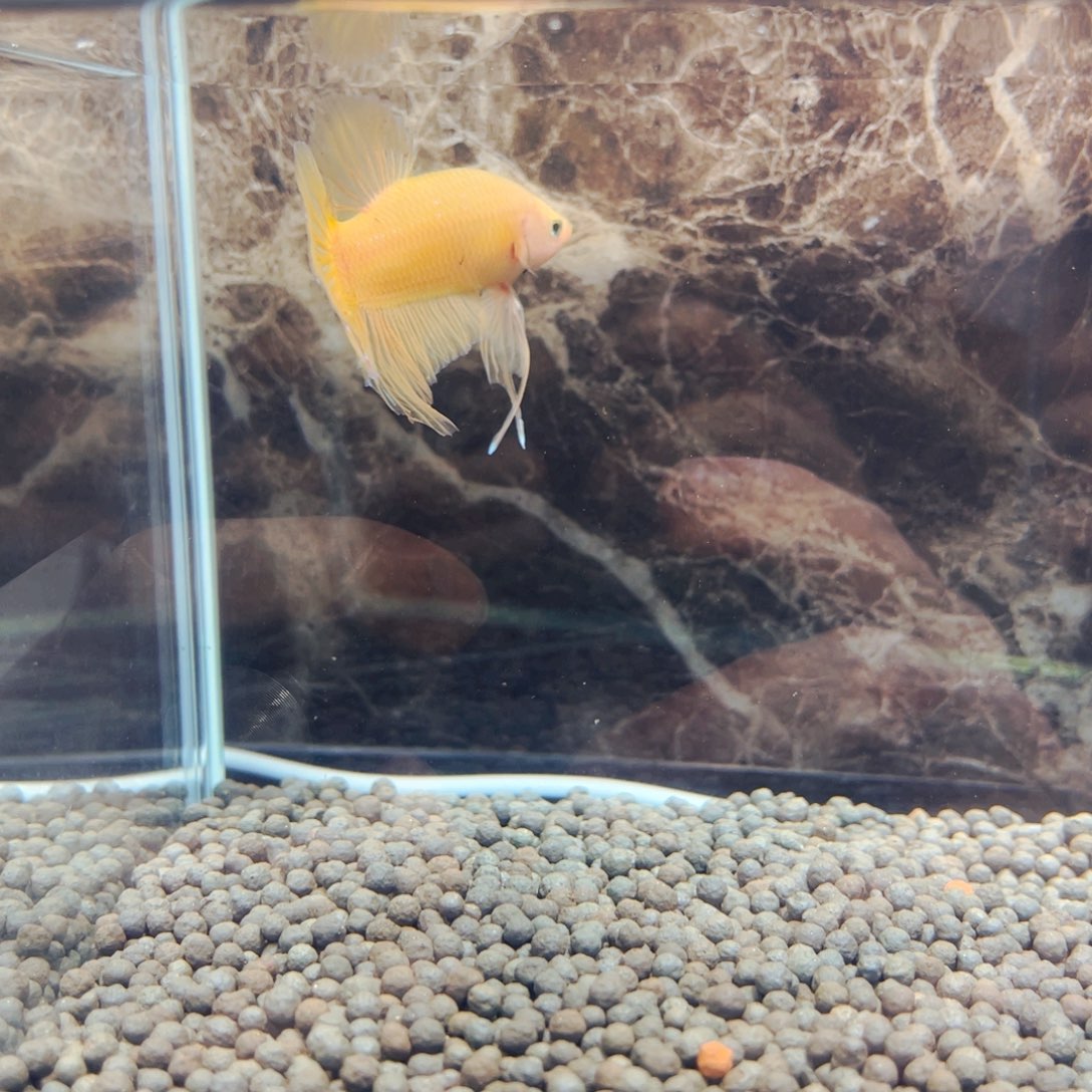 斗鱼双色黄色花男生宿舍和改革