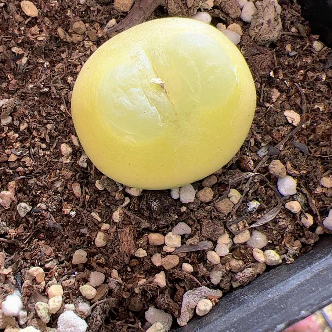 【闪购商品】125 拉登