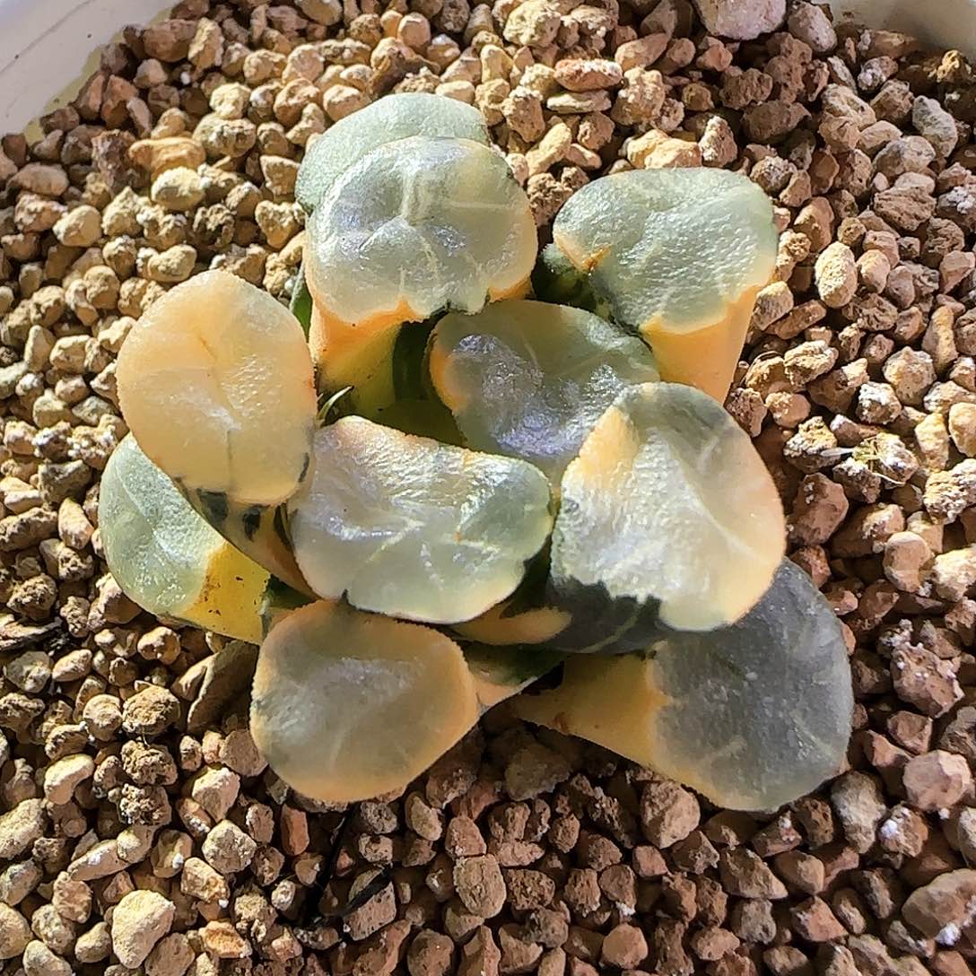 448号蜃气楼万象锦一物一拍带盆