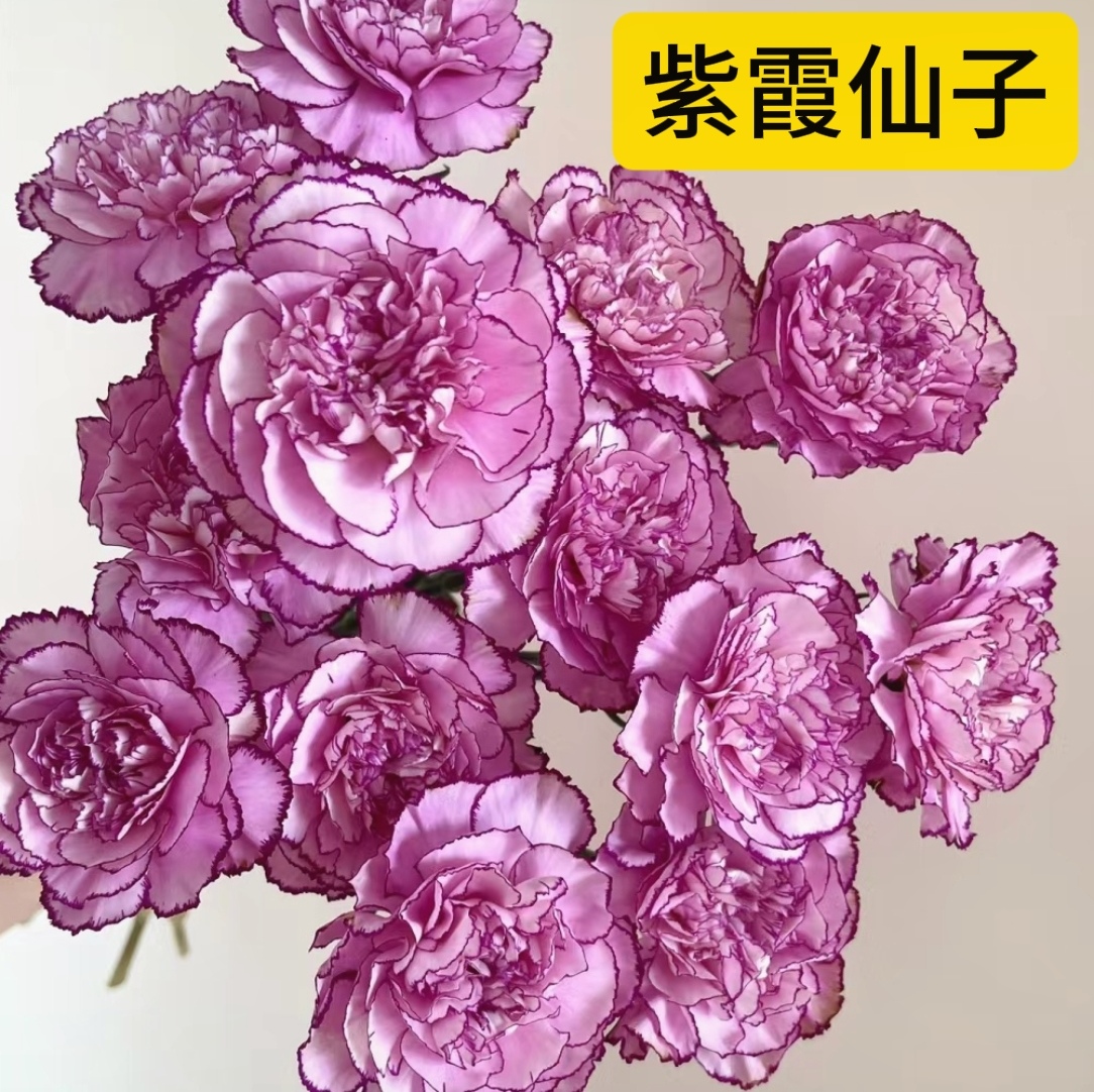 紫霞仙子 20支康乃馨单头鲜花A级品质插花母亲节送人花束云南顺丰