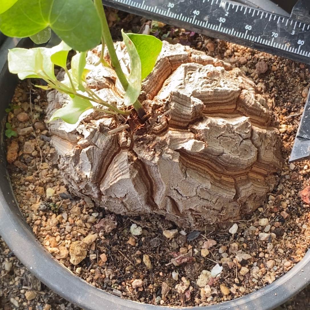 南非象足龟甲龙带盆发