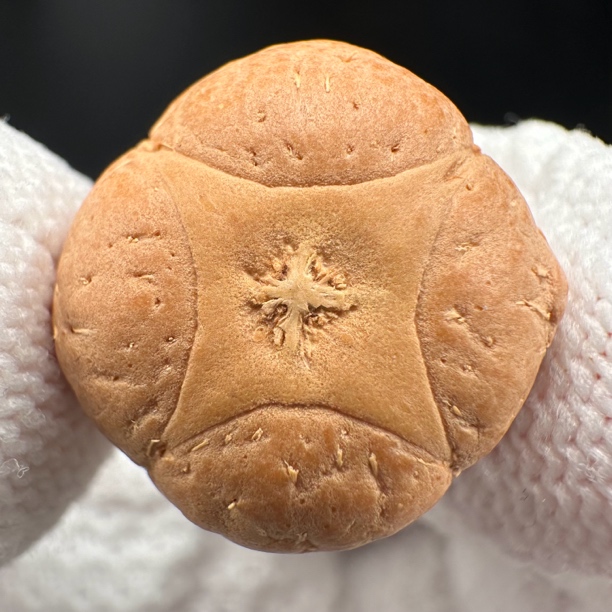 尼泊尔麒麟菩提、尺寸21、z系列、货号76