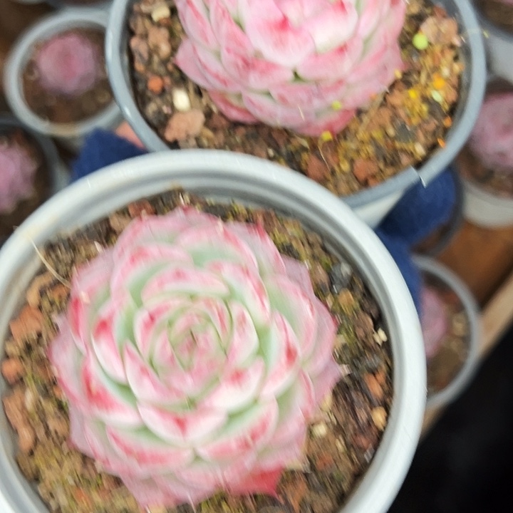 团054 号。 两盆小侧影