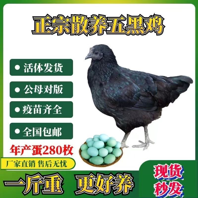 一斤纯种五黑绿鸡林间散养发货顺丰包邮可下绿壳蛋宠物鸡