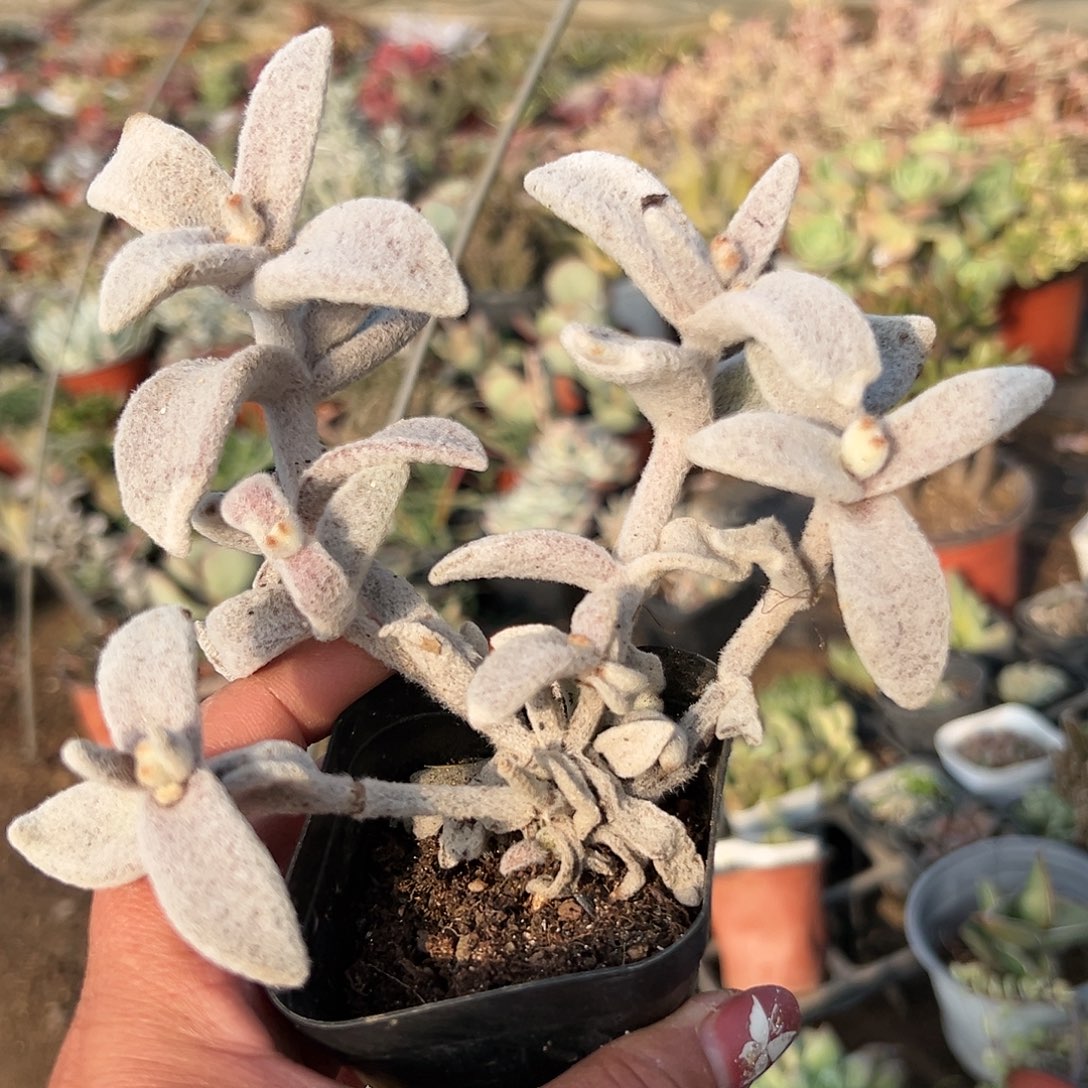 多肉植物福兔群生