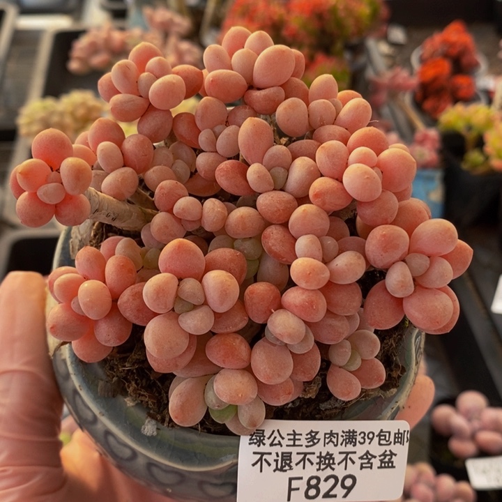 鱼子酱9cm829多肉植物