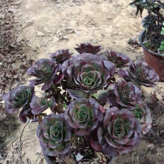 燕***妮魅金玫瑰法师多肉34