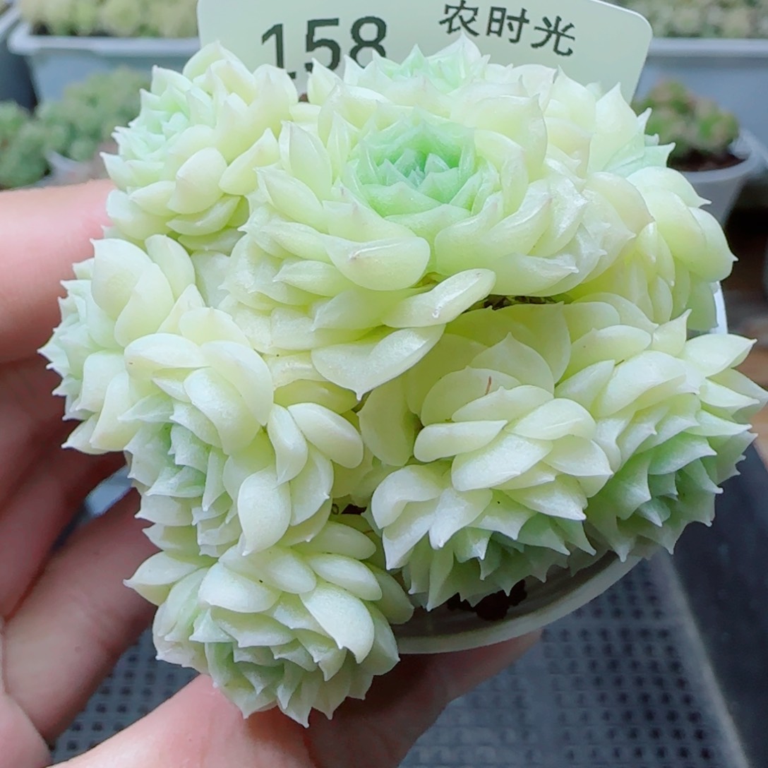 【闪购商品】0417-158（fm-173）