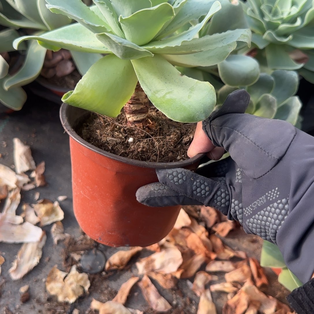 无花朵玫瑰大单头