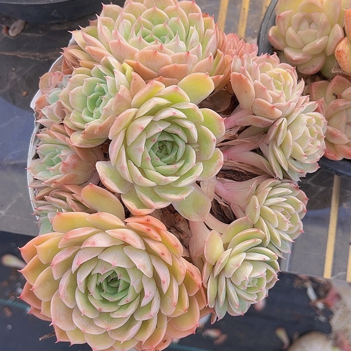 昂斯诺12177多肉植物