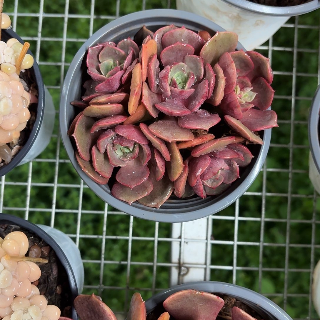 大红袍群生带盆土发货12㎝盆参考