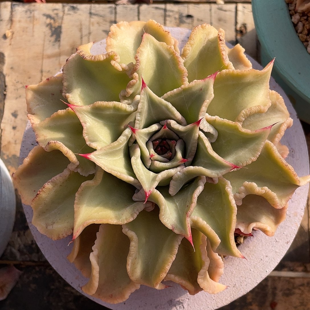 多肉植物一物一拍