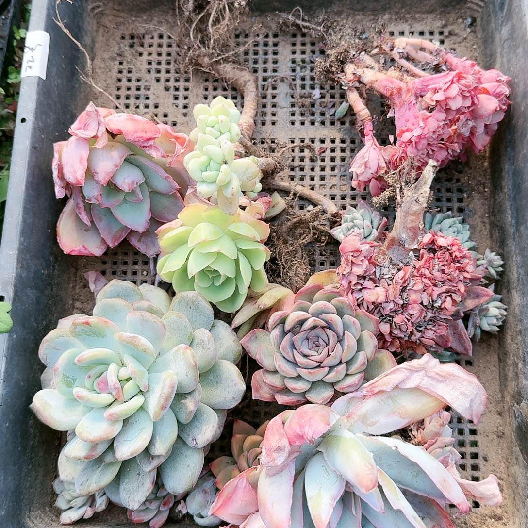 【满20包邮】零下拍保温箱无售后22号