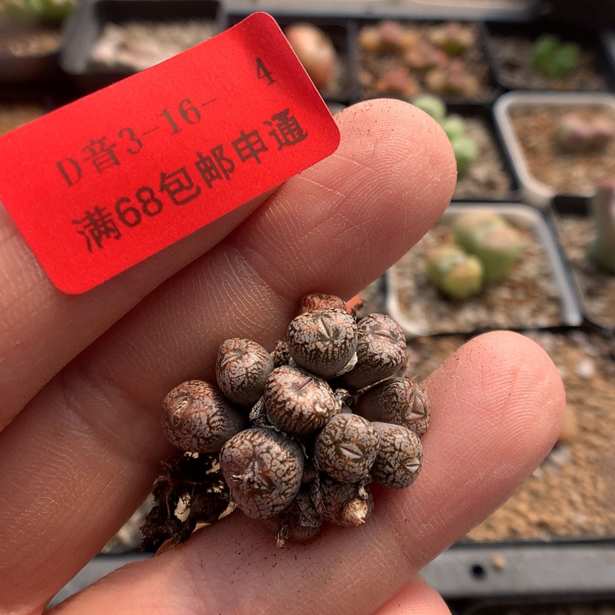 【闪购商品】3-16-4 康菩提一群特 50