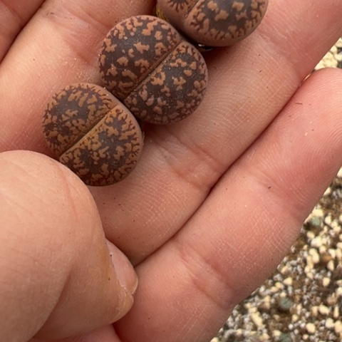 204 好看的多肉冲冲冲、有瑕疵