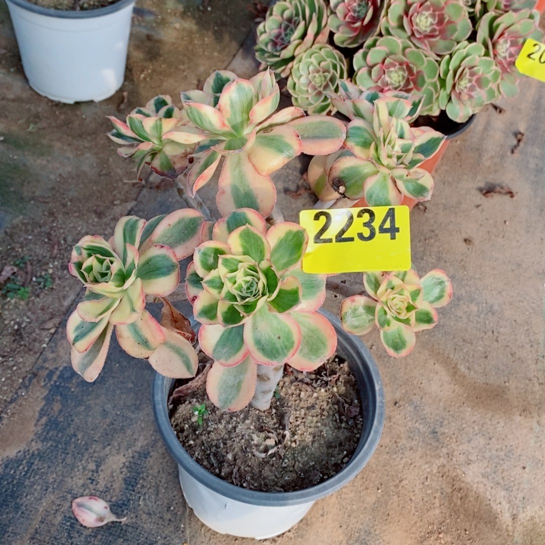 燕姿锦丛林多肉法师2234