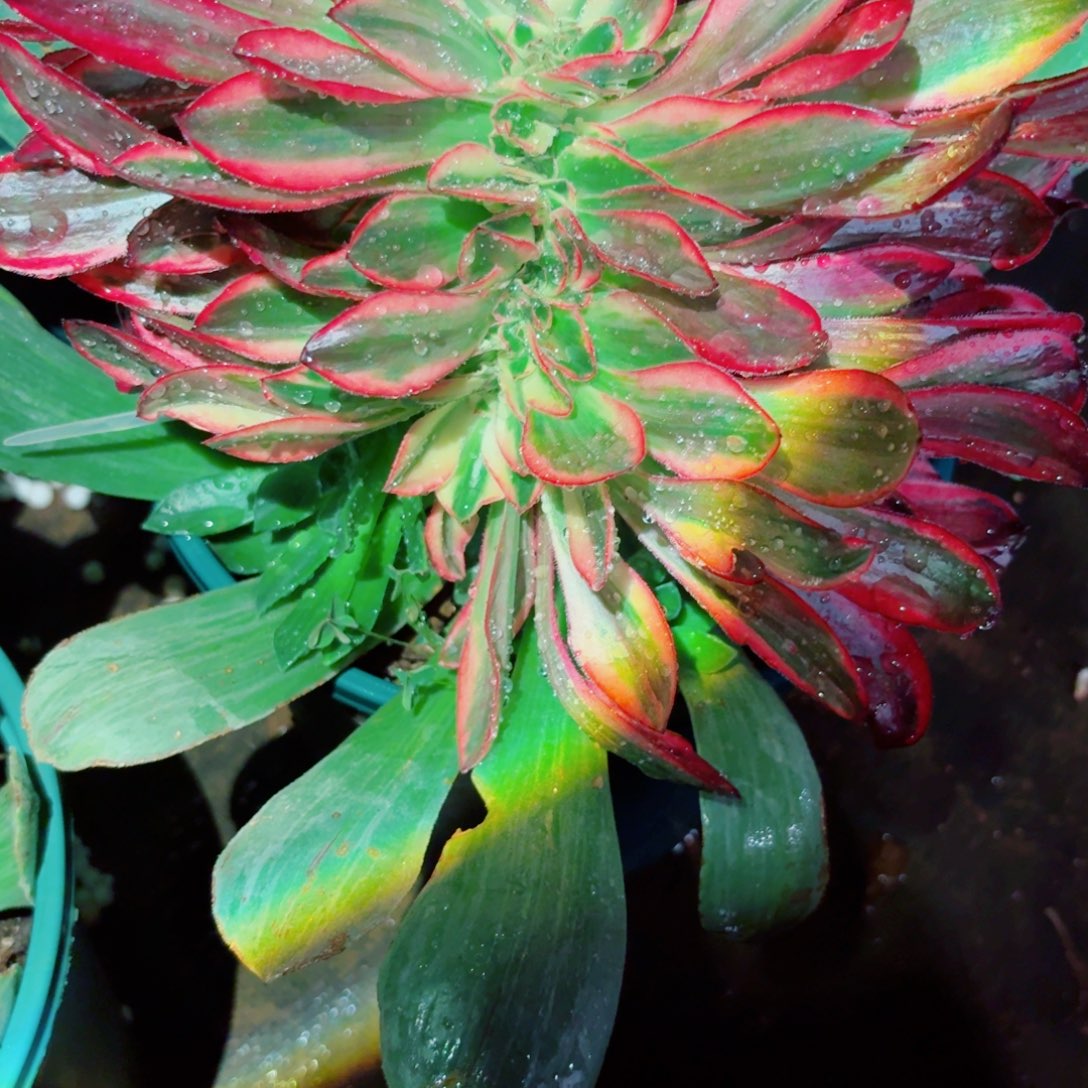 嗯945 号多肉法师特价红魔女