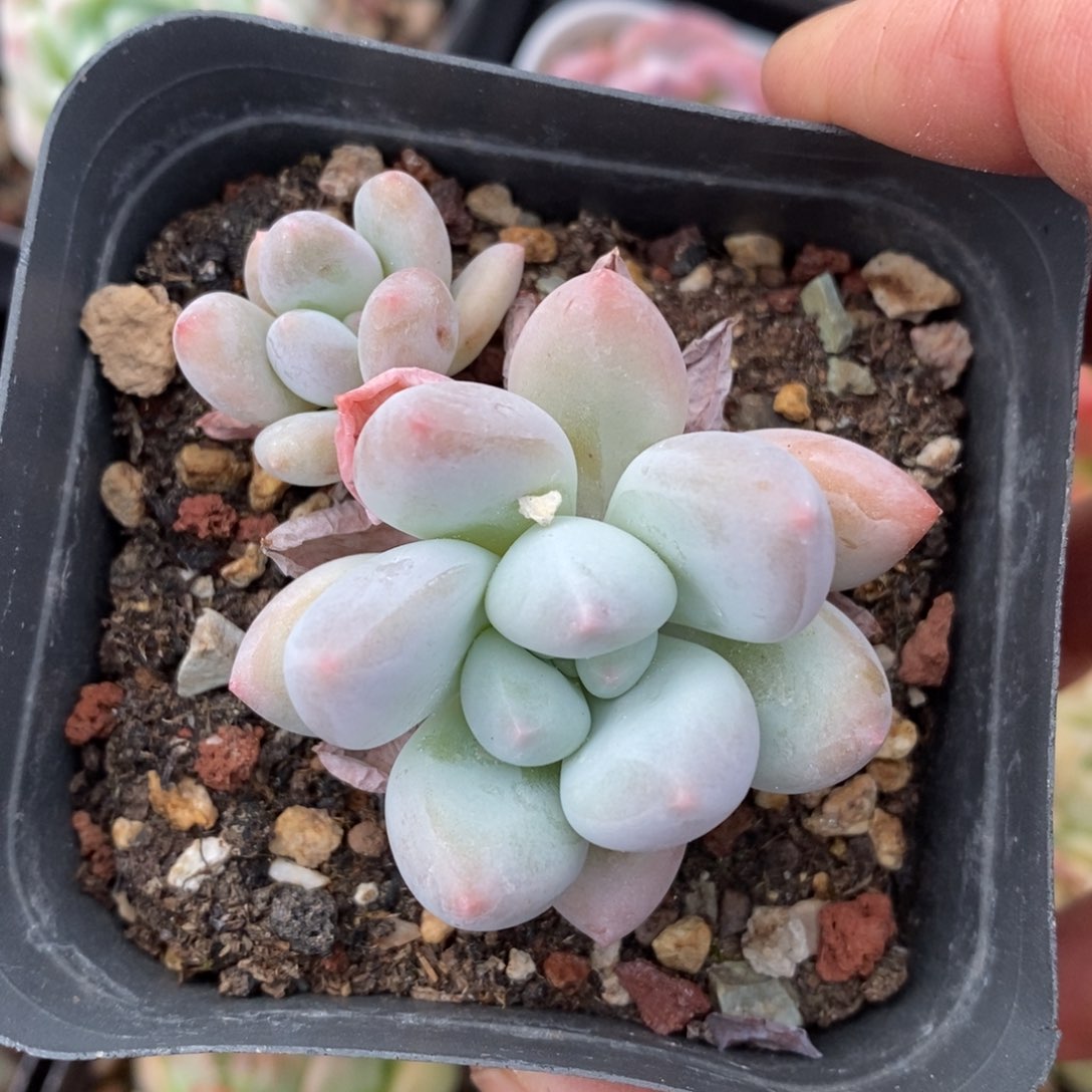 精品多肉一物一拍不包整15