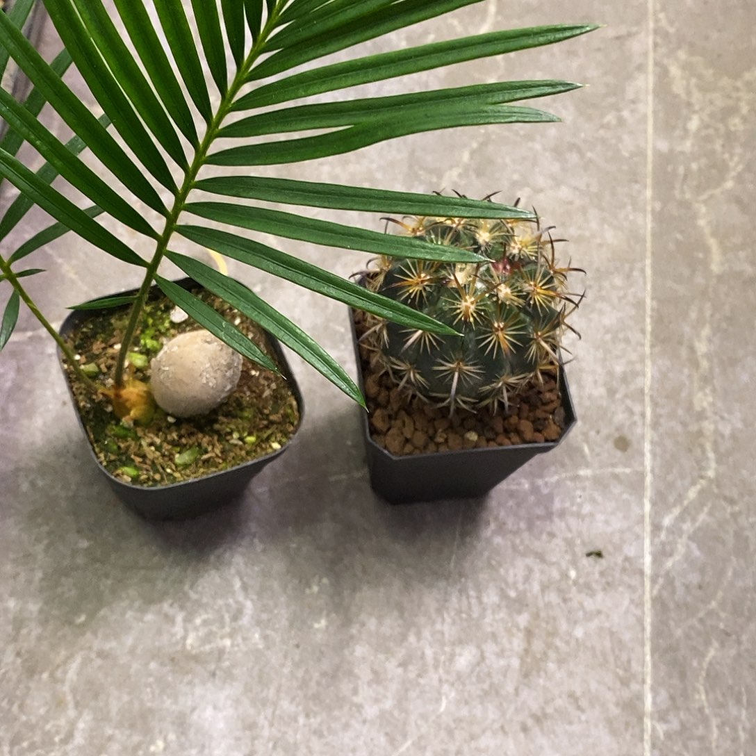 叁***叁一物一拍二棵仙人球