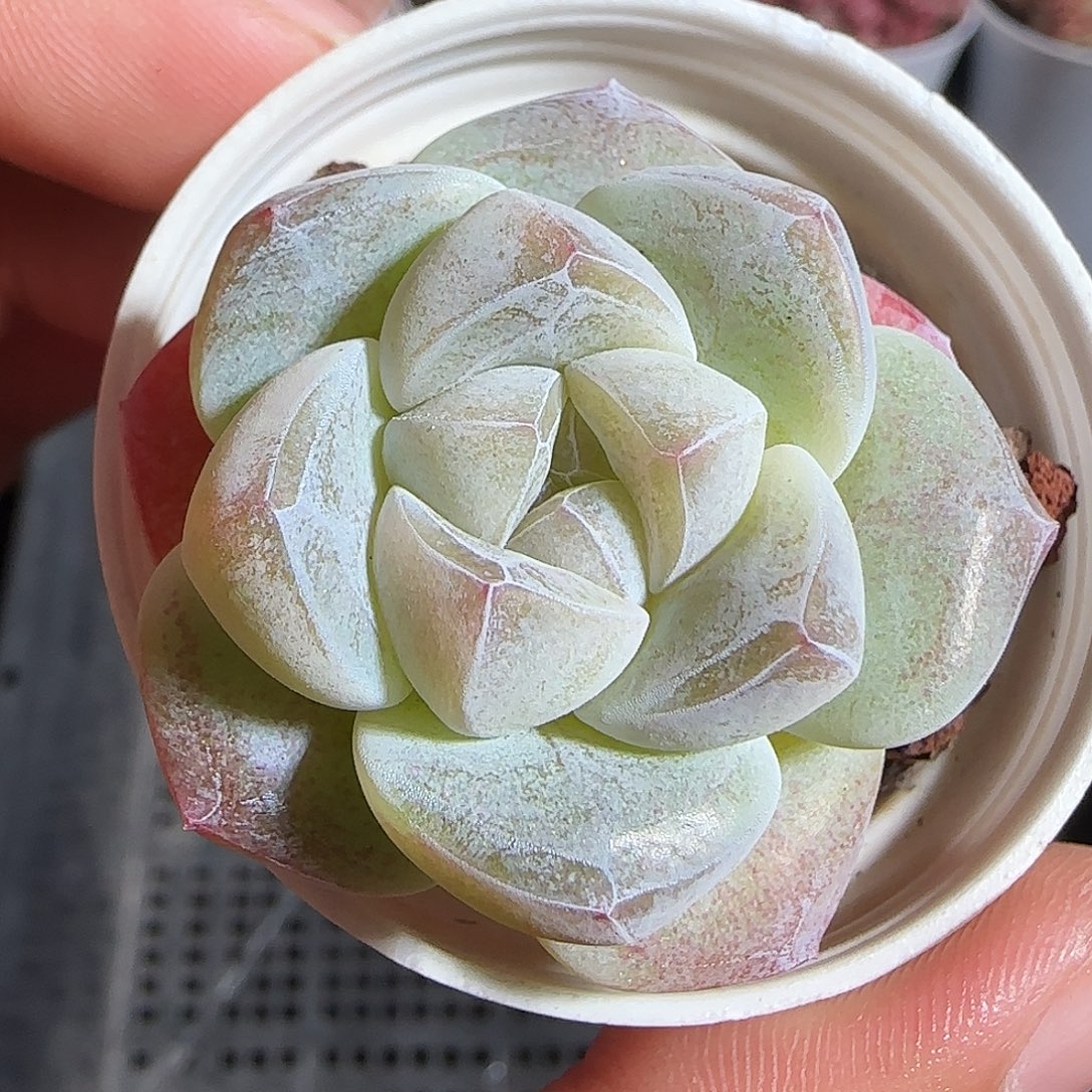 多肉1221-73冰玉冰玉