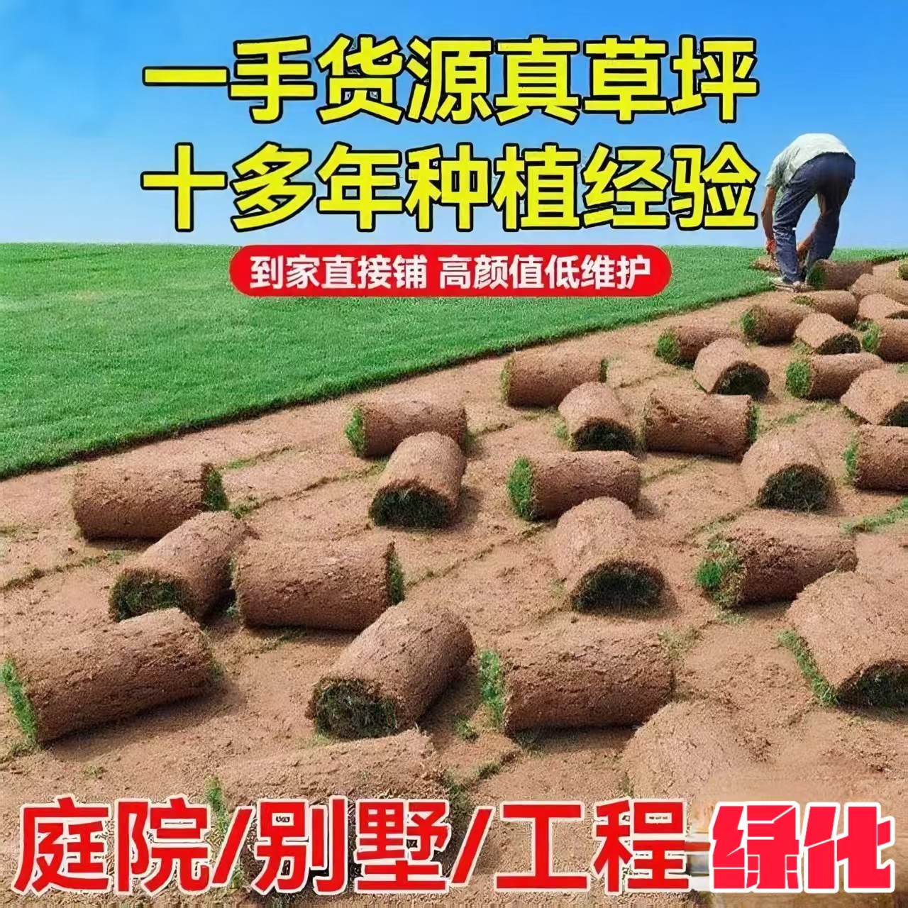 带土马尼拉草坪简单好种