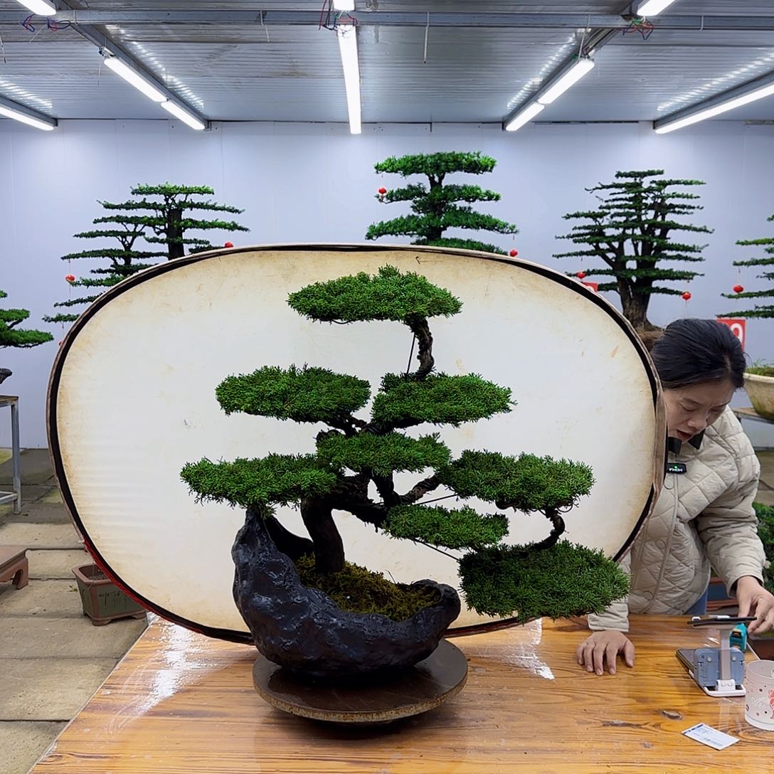 无花朵盆景直播间一物一拍