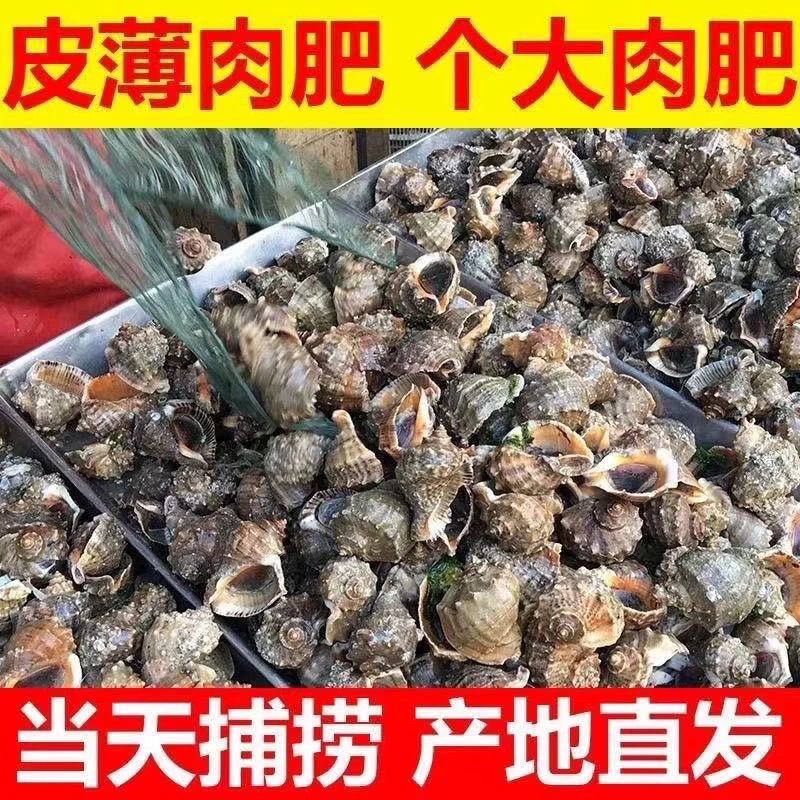 天津发货鲜活小海螺当天捕捞活海螺每斤13只