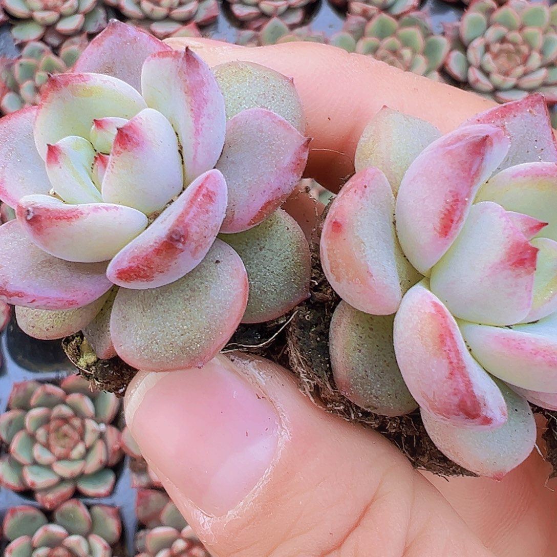 夜魔侠苗5颗19包邮