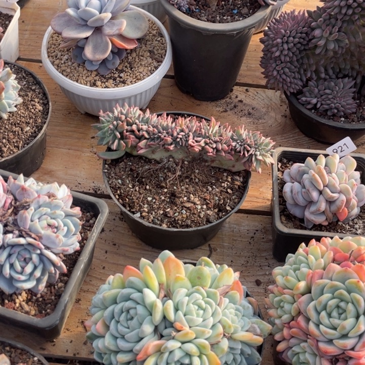 顾***歌哈哈哈哈哈哈哈哈哈931