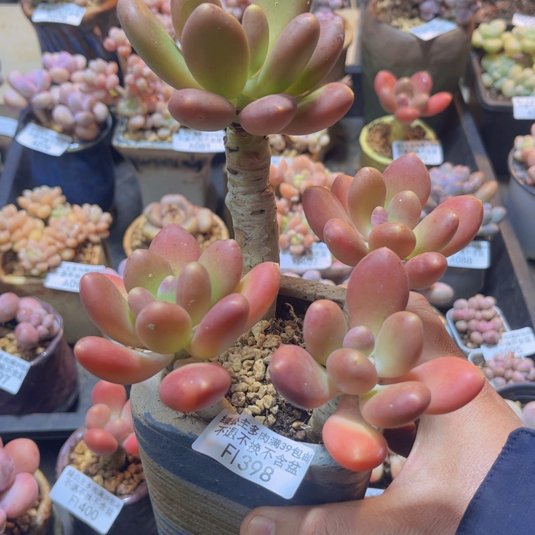 398芒果奶15c m多肉