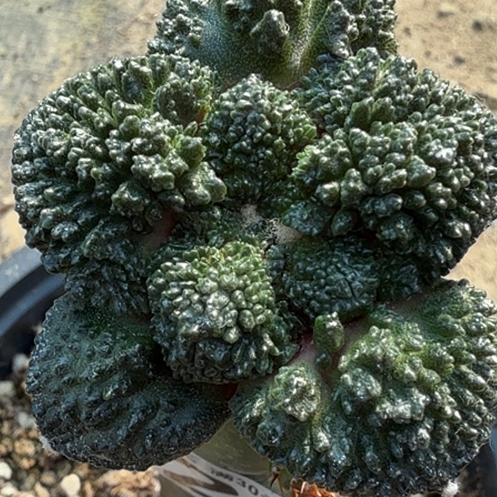 无花朵苗接哥怒525