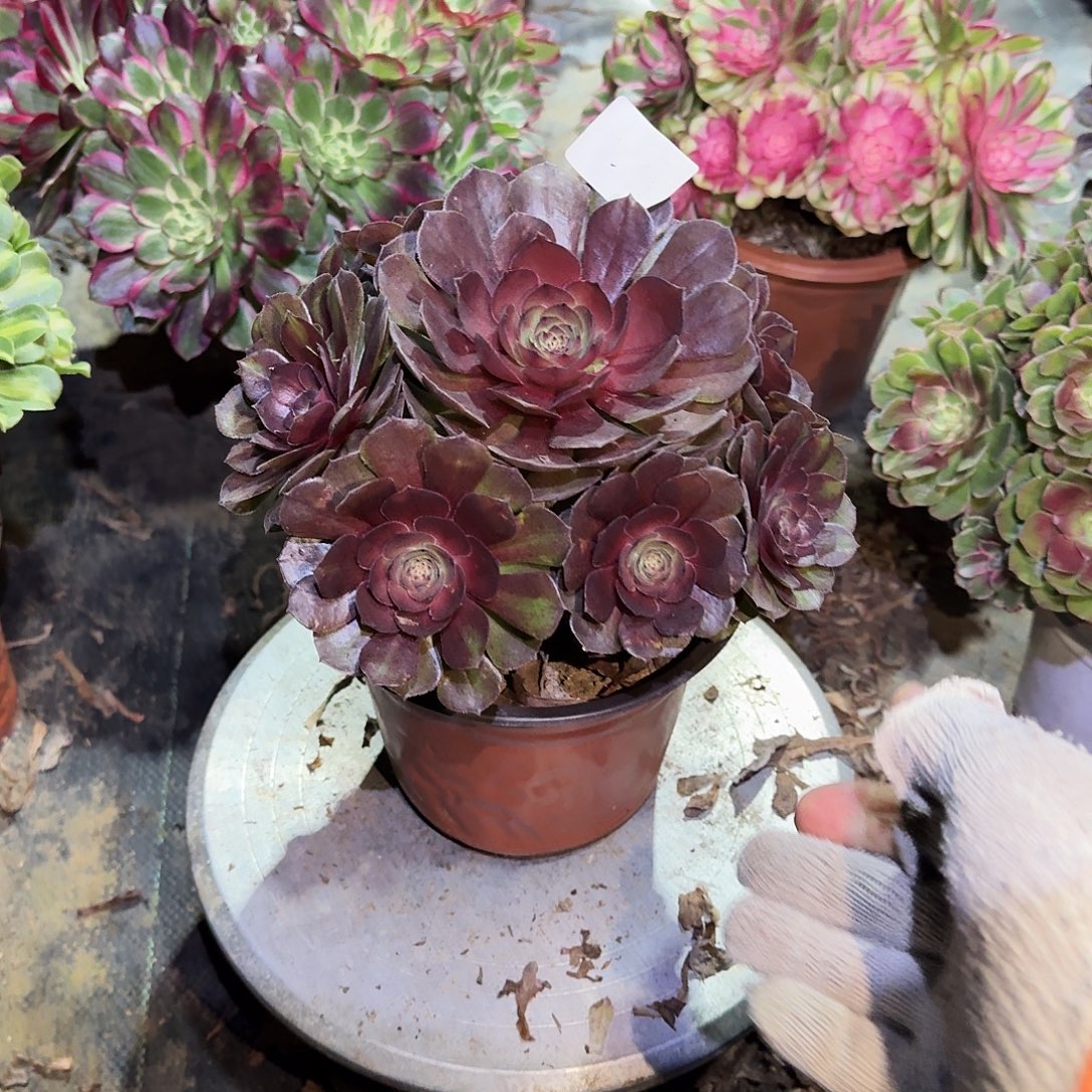 多肉植物红魔0559