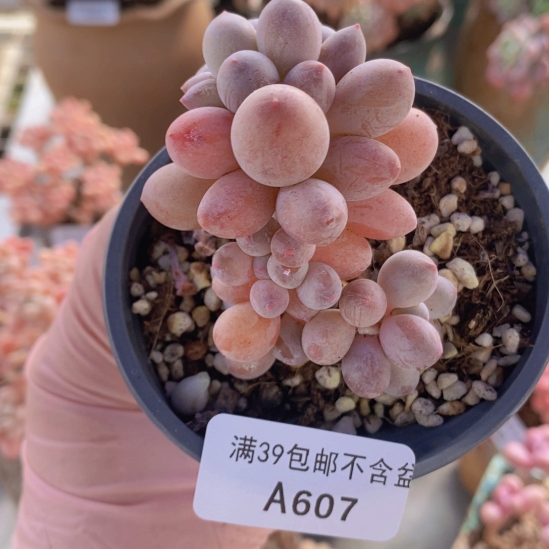 手指奶5cm607多肉植物