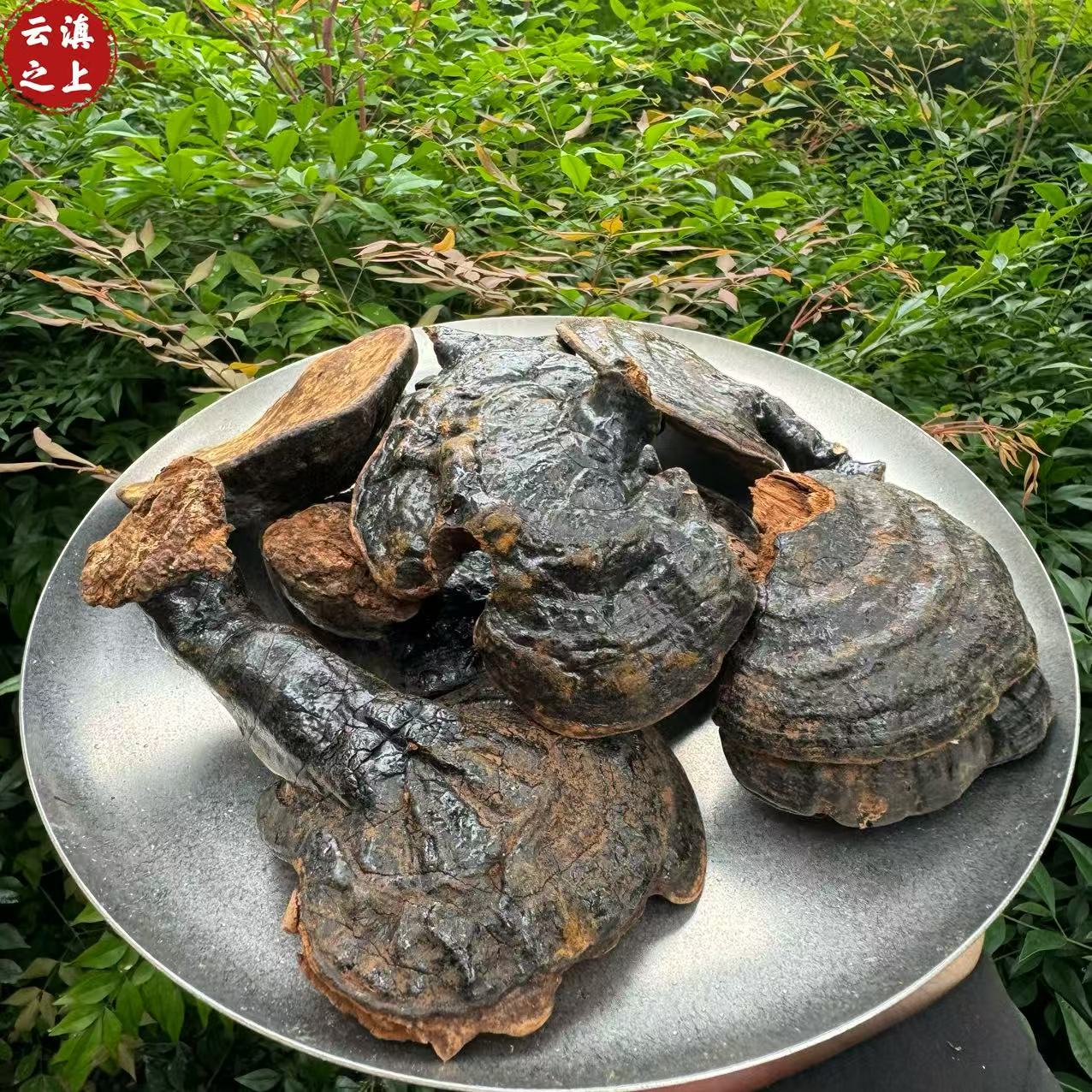 【阿豪优选】反柄灵芝