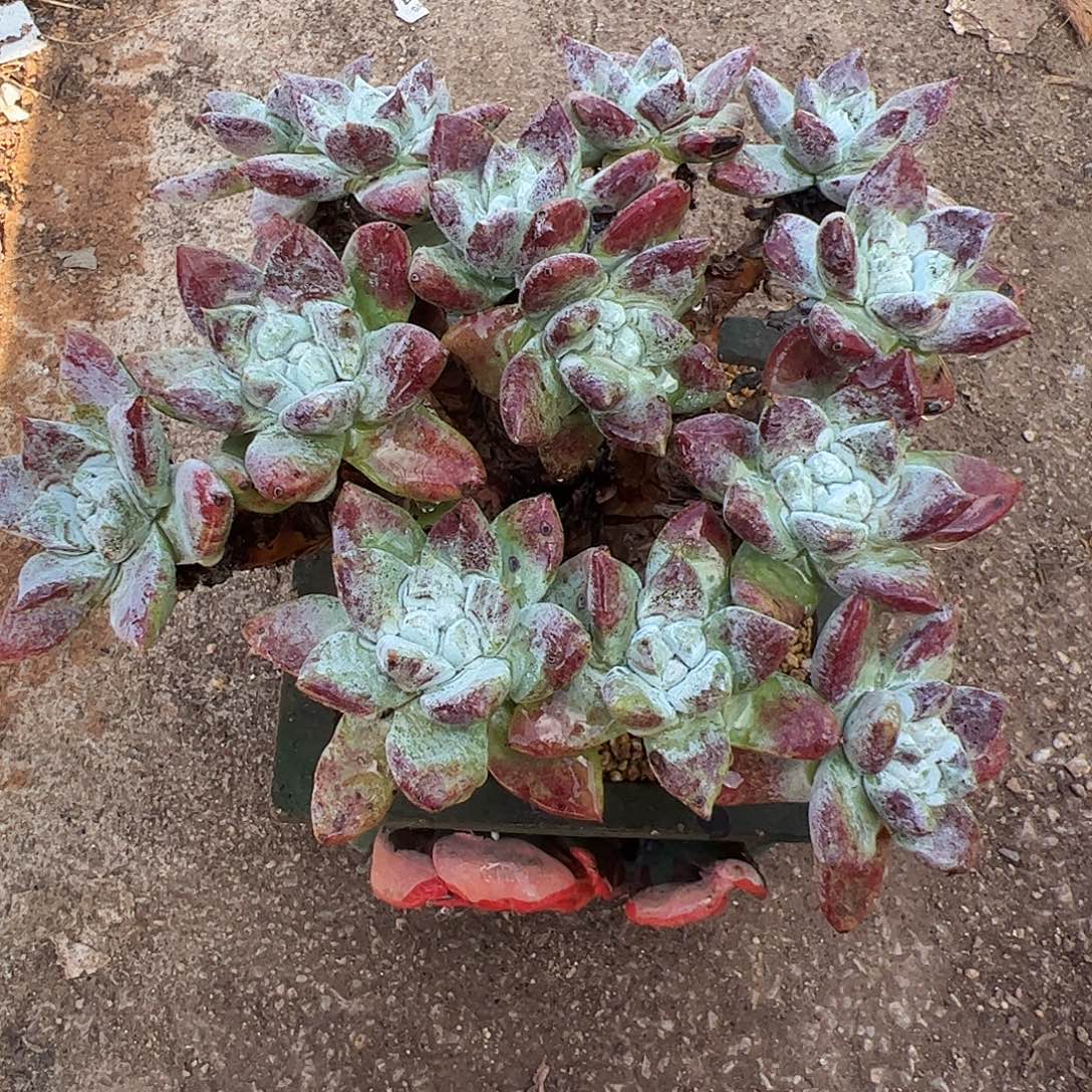 4087拇指苹果叶仙女杯