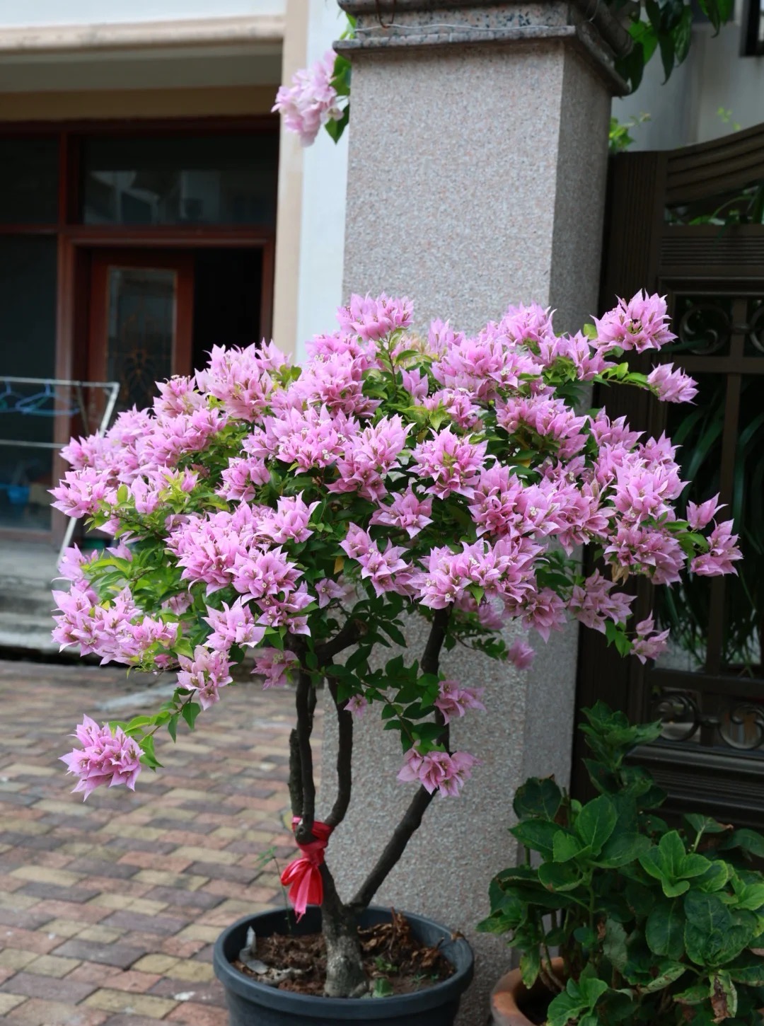 【粉红豹】 带盆带土观赏耐活室内外观花三角梅