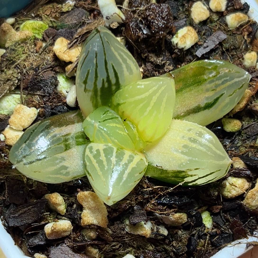 恭喜发财大吉大利0100