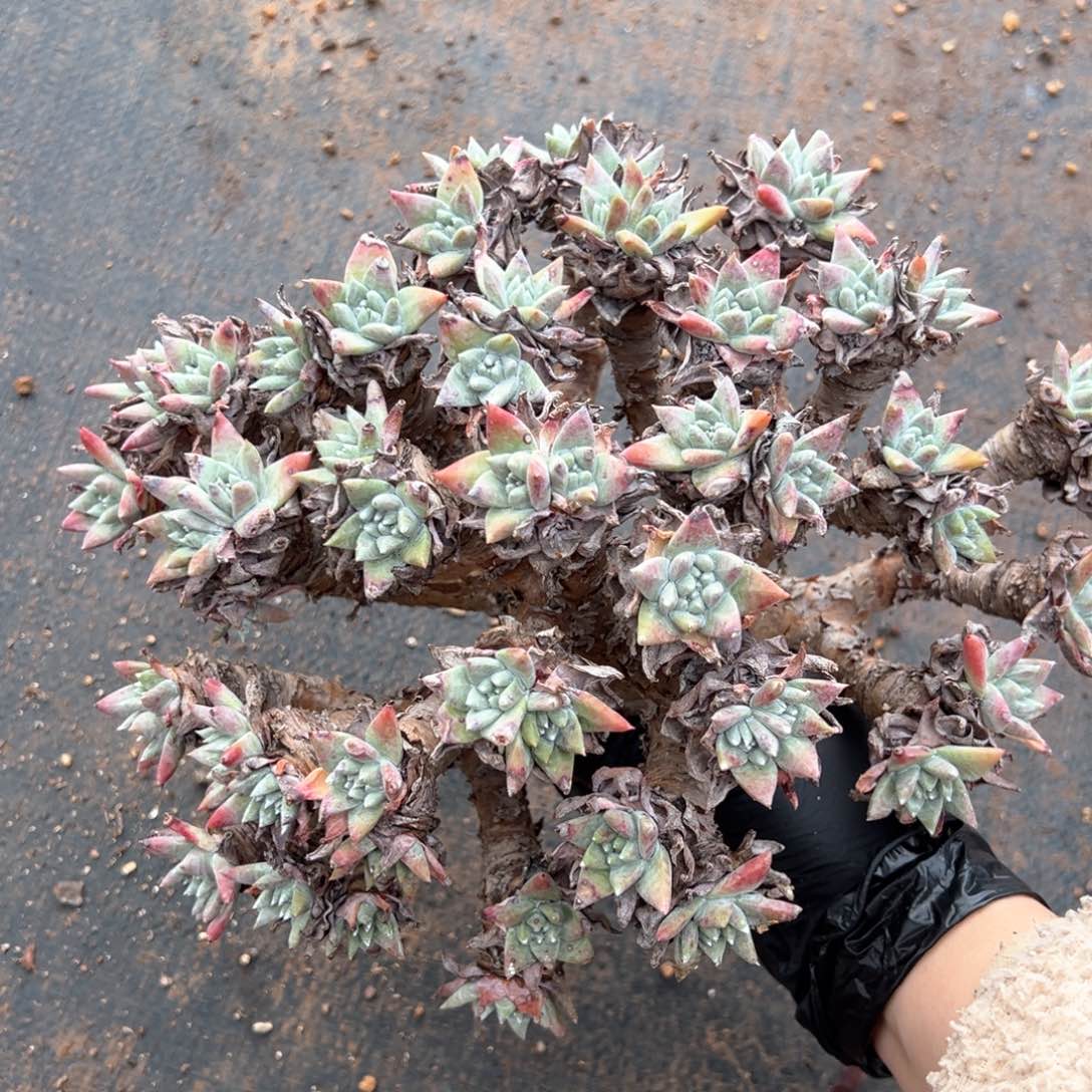 406白姆大群哈哈哈哈