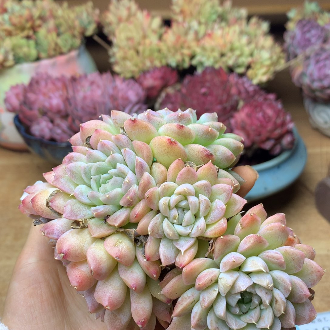 3170杂交精品基地13厘米