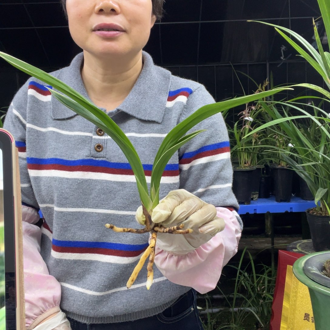 完全开放墨兰达摩1苗